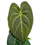 Anthurium magnificum Hybrid  | medium