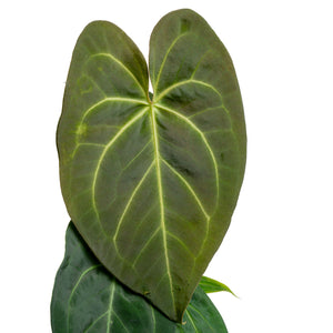 Anthurium magnificum Hybrid | medium – Costa Farms
