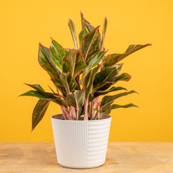 A White Knight plant sits on a light-wooden table with a bright pink backdrop. The plant has amazing green leaves with splashes of white variegation. 