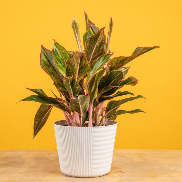 Siam Aurora Aglaonema | medium – Costa Farms