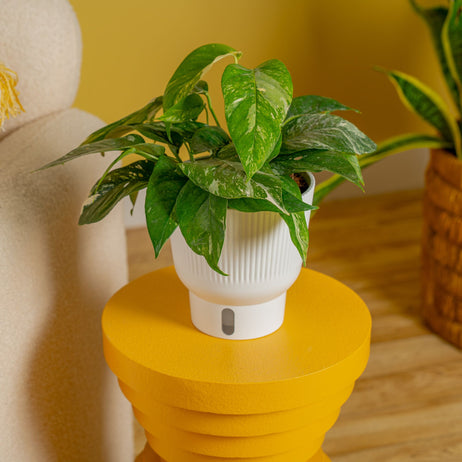 Albo Pothos | medium