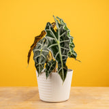 Alocasia Polly | medium