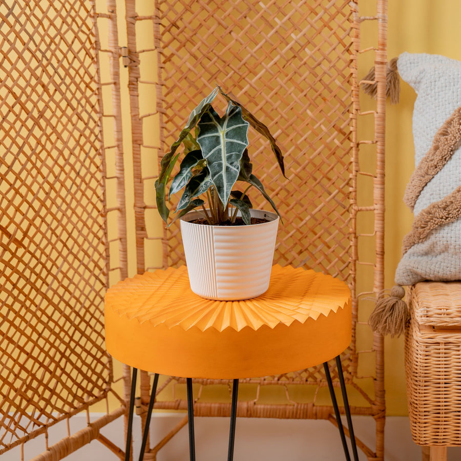 Alocasia Polly | medium