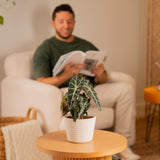 Alocasia Polly | medium