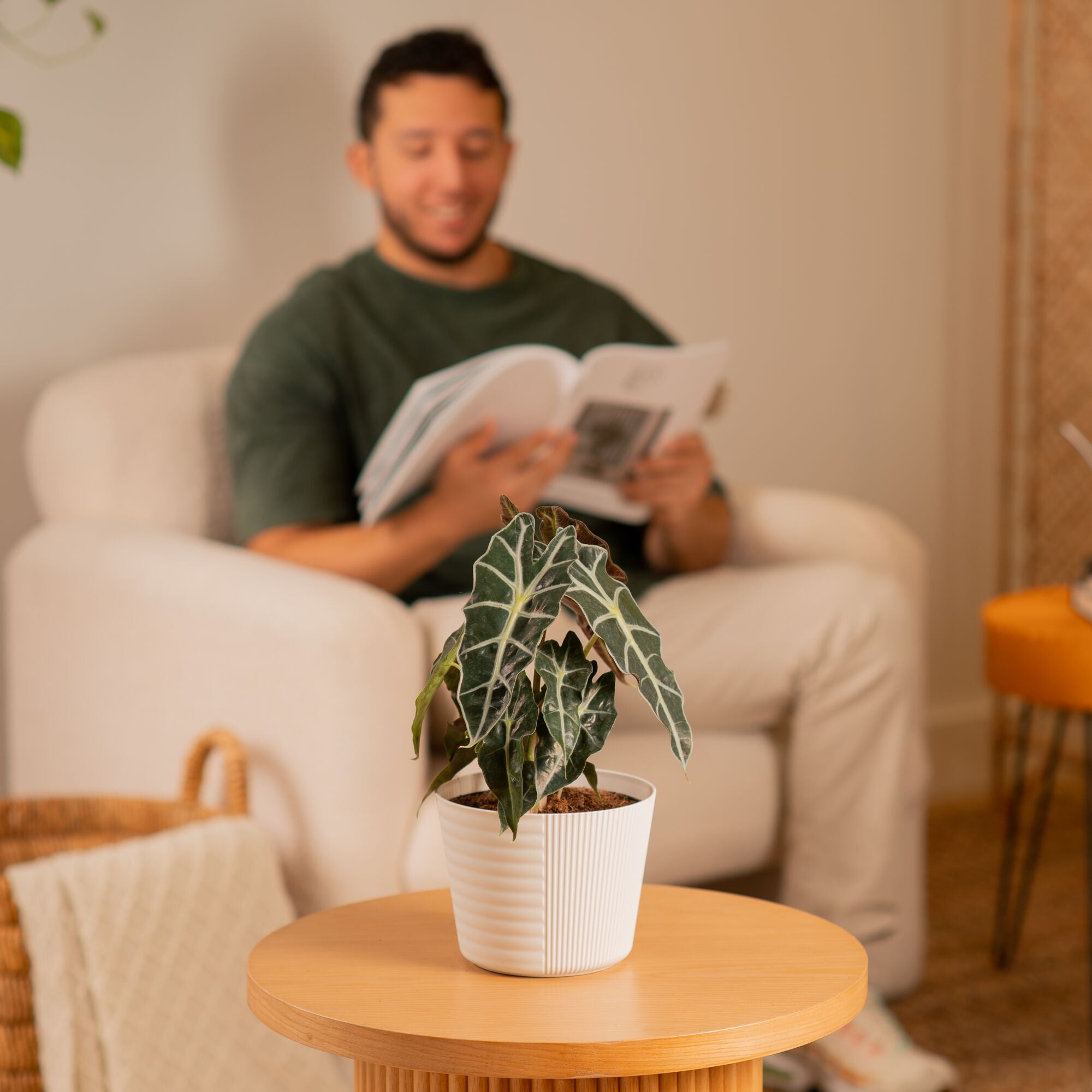 Alocasia Polly | medium