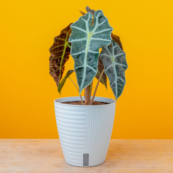 Alocasia Polly | medium