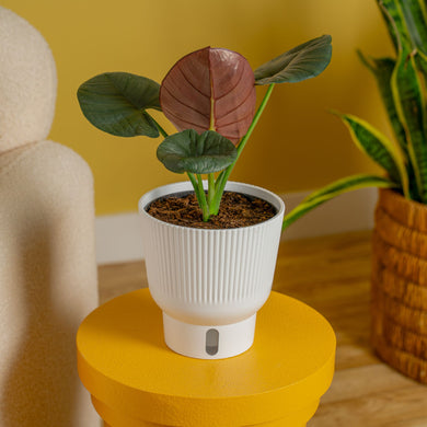 Alocasia Reginae | medium – Costa Farms