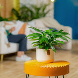 A Baltic Blue plant sits on an orange round table in a living room setting. The plant has green foliage with unique fenestrations. It is in a pink and white two-tone decor pot. 
