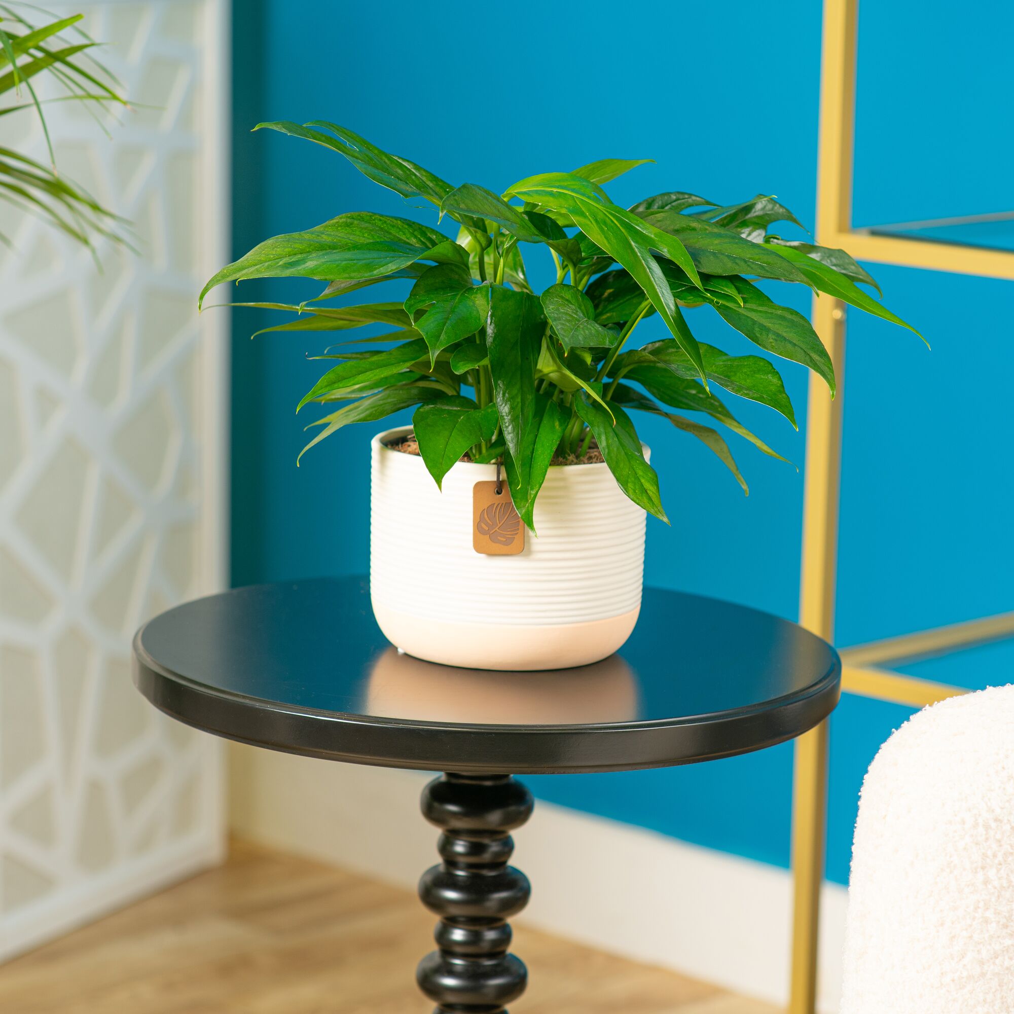 A Baltic Blue plant sits on a black round table in a living room setting. The plant has green foliage with unique fenestrations. It is in a pink and white two-tone decor pot.