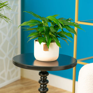 A Baltic Blue plant sits on a black round table in a living room setting. The plant has green foliage with unique fenestrations. It is in a pink and white two-tone decor pot.