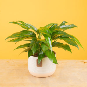 A Baltic Blue plant sits on a light wooden table with a yellow backdrop. The plant has green foliage with unique fenestrations. It is in a pink and white two-tone decor pot. 
