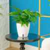 A Baltic Blue plant sits on black round table in a living room setting. The plant has green foliage with unique fenestrations. It is in a white self-watering decor pot. 
