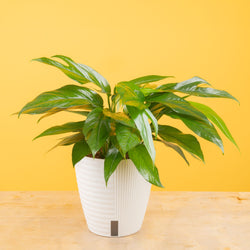 A Monstera Cobra plant sits on a light wooden table with a bright pink backdrop. The foliage is a dark green with white variegation. The leaf shape is a rounded-pointed shape. 
