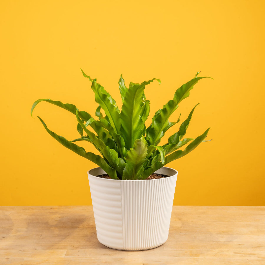 Bird's Nest Fern | medium