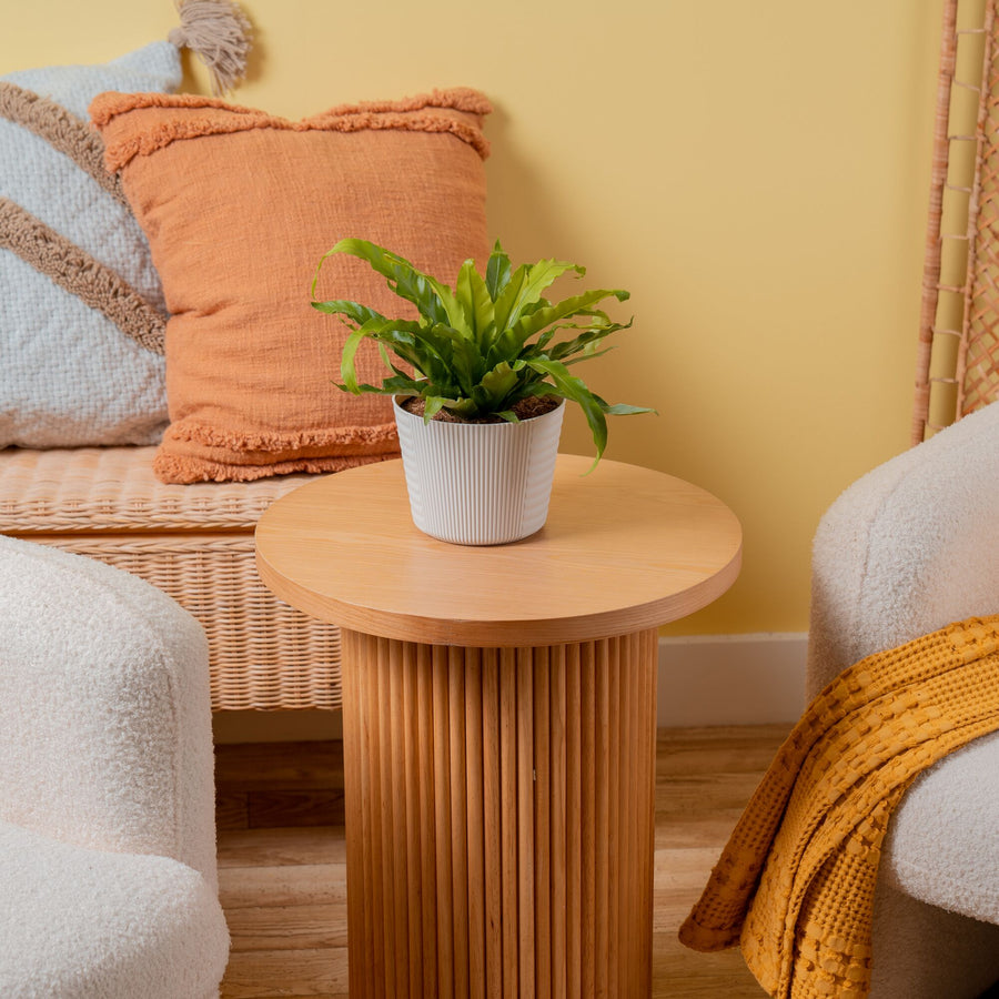 Bird's Nest Fern | medium