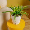 Bird's Nest Fern | medium