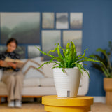 Bird's Nest Fern | medium