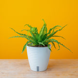 Bird's Nest Fern | medium