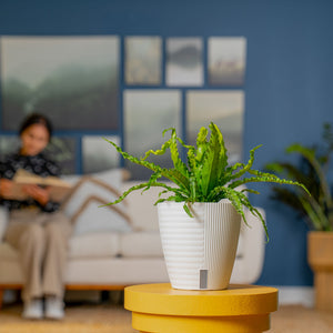 Bird's Nest Fern | medium