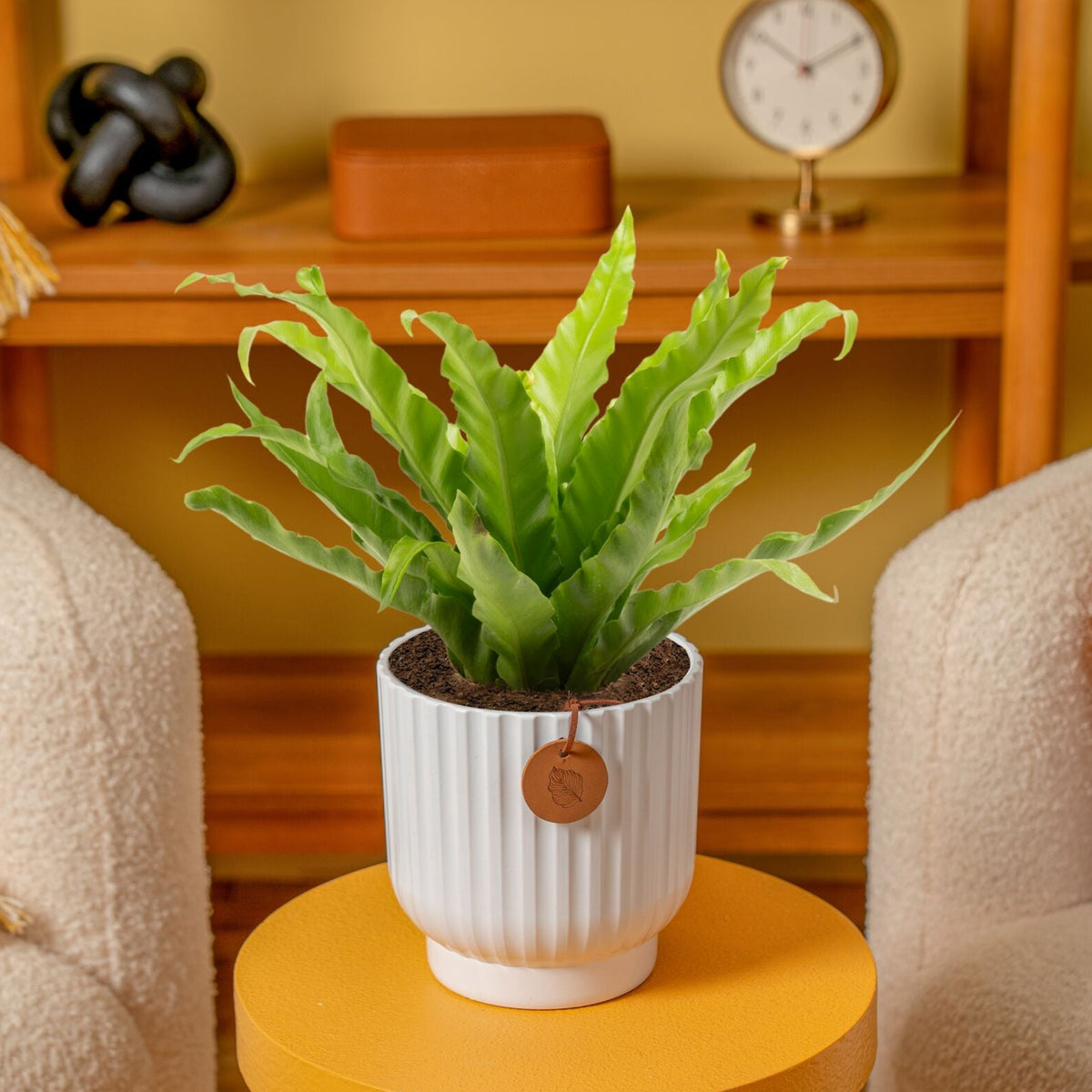 Plants that are low-light