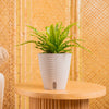 Bird's Nest Fern | medium