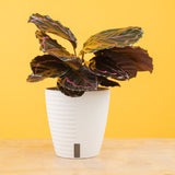 A Calathea Dottie plant sits on a light wooden table with a yellow backdrop. The plant has rounded dark green leaves with pink variegation. It is in a white self-watering decor pot.