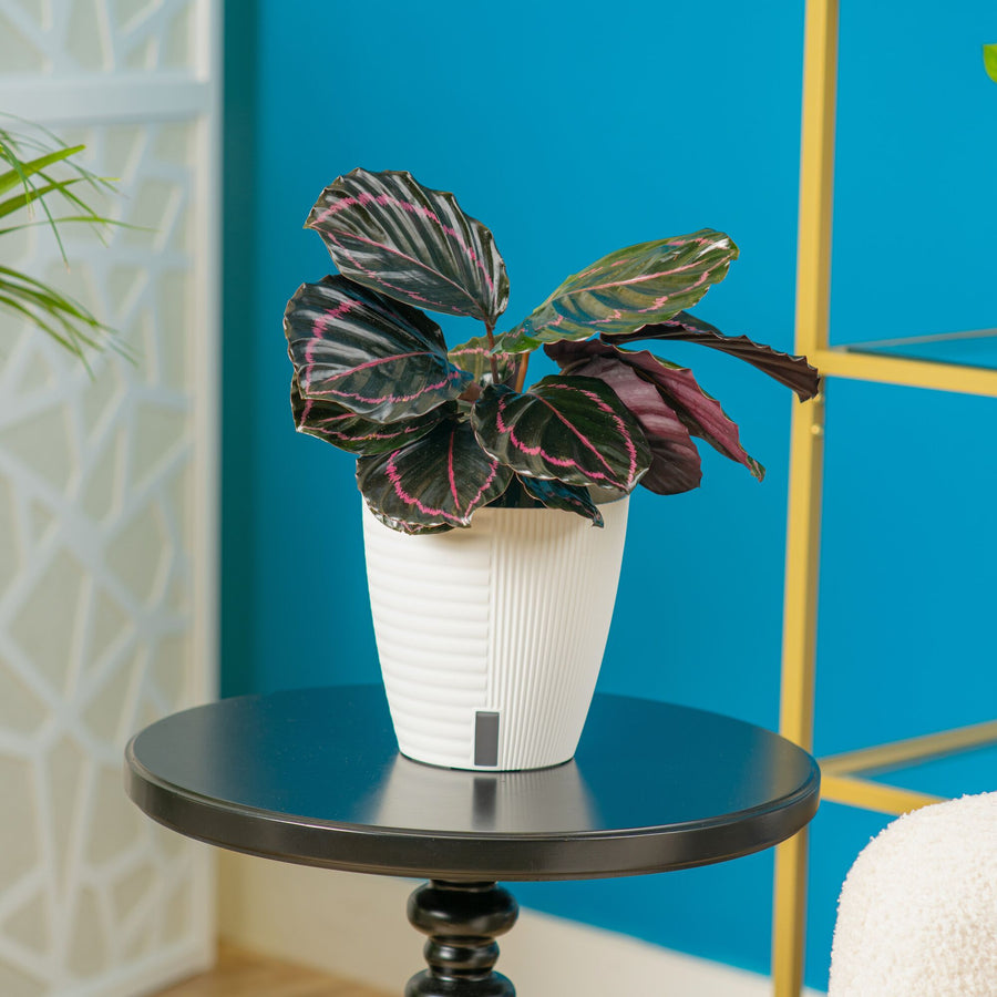 A Calathea Dottie plant sits on a black round table set in a living room space. The plant is in a white self-watering decor pot. 