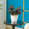 A Calathea Dottie plant sits on a black round table set in a living room space. The plant is in a white self-watering decor pot. 