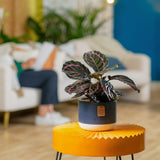A Calathea Dottie plant sits on a bright orange round table set in a living room space. The plant is in a blue and white two-tone decor pot. 