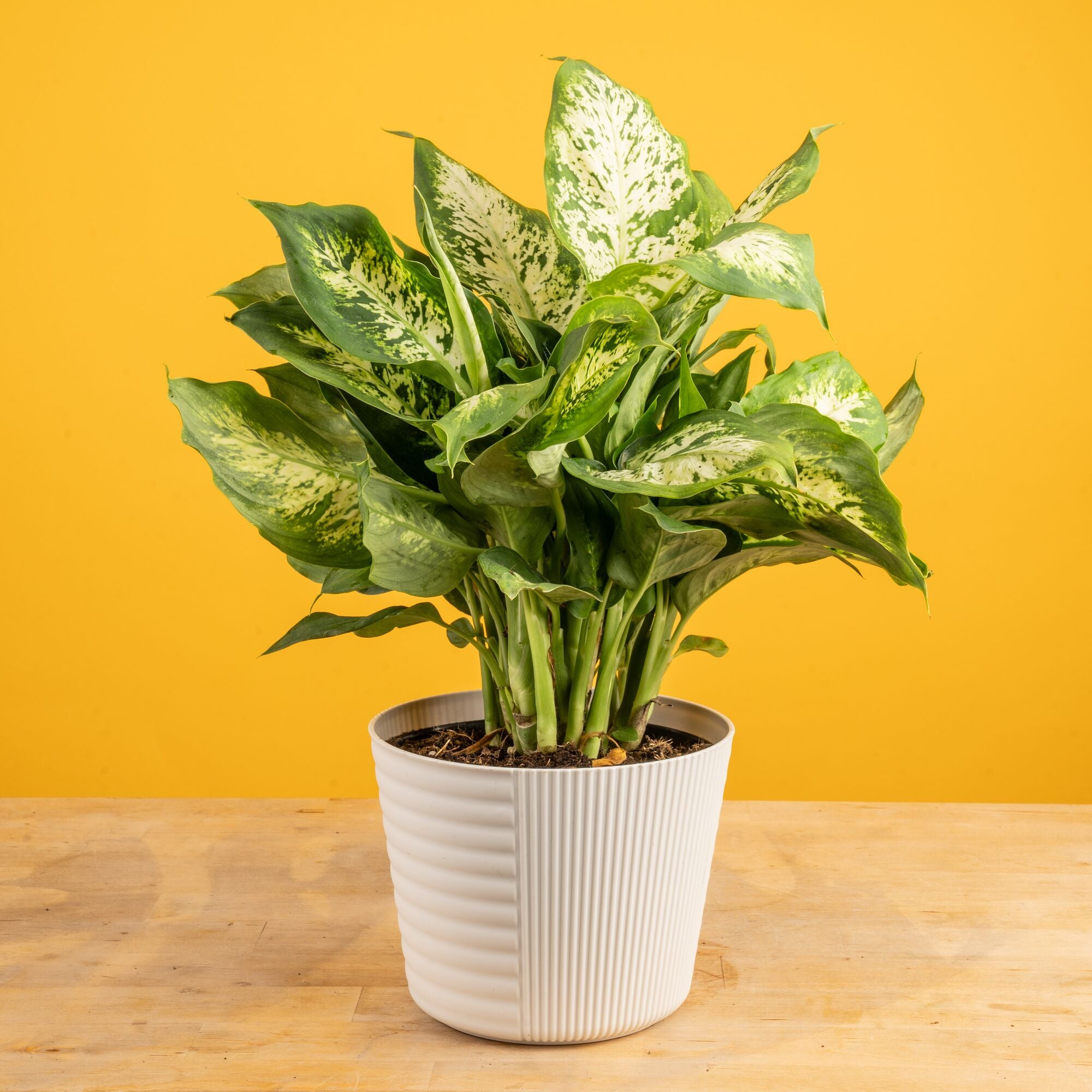 Dieffenbachia | medium
