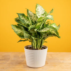 A White Knight plant sits on a light-wooden table with a bright pink backdrop. The plant has amazing green leaves with splashes of white variegation. 