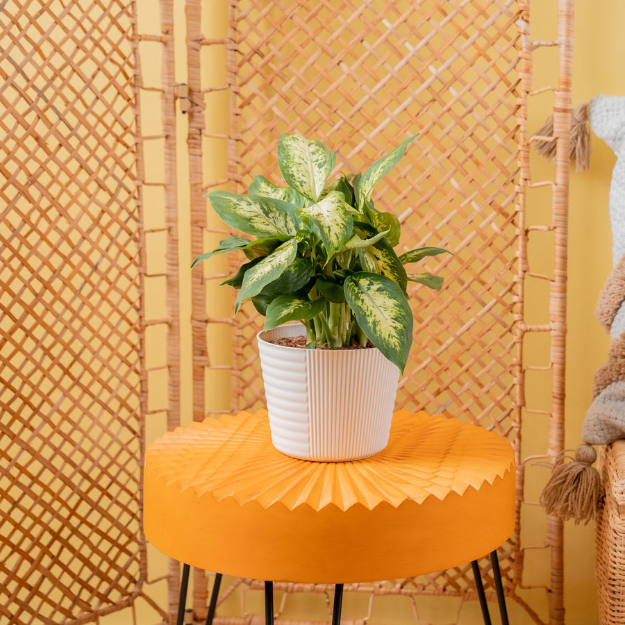 Dieffenbachia | medium