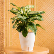 A dieffenbachia plant in a self-watering decor container. It is in a cute living space sitting atop a round wooden table.