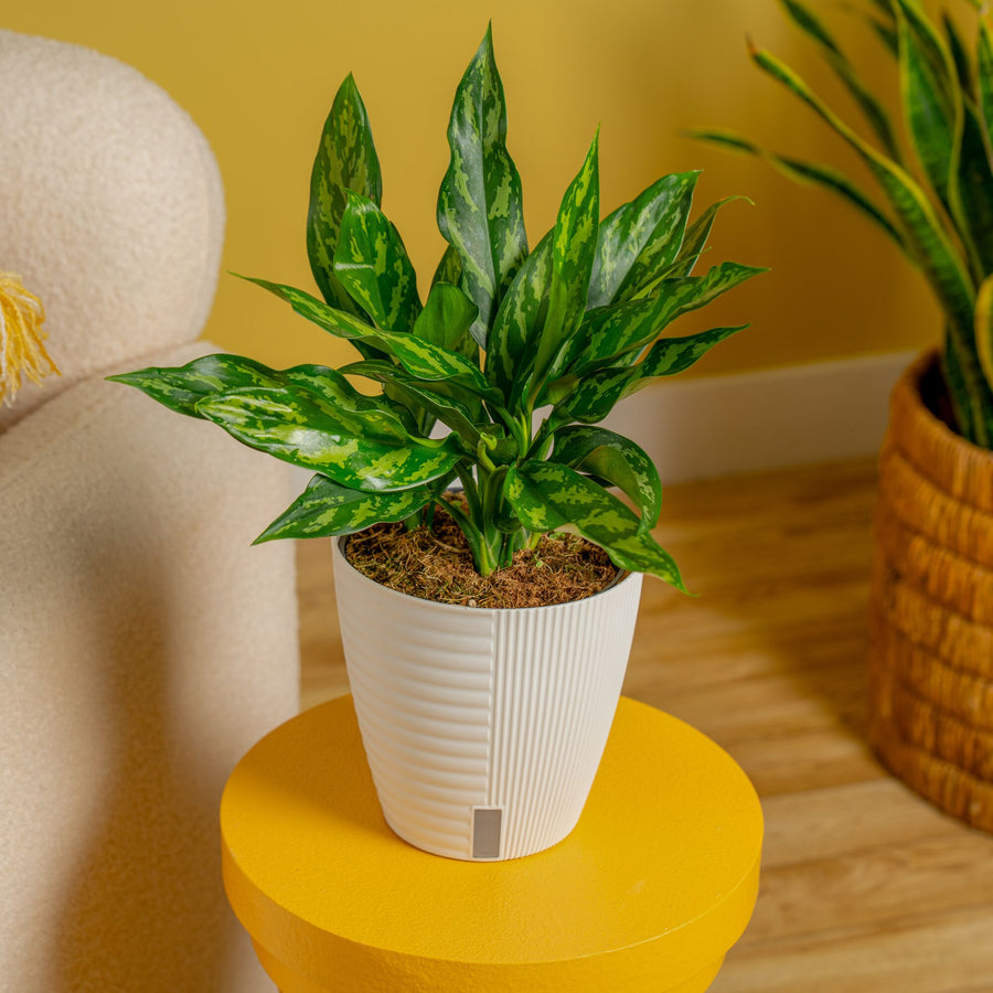 Emerald Beauty Aglaonema | medium