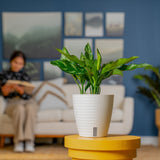 Emerald Beauty Aglaonema | medium