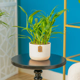 A Silver Streak plant sits on a round black table in a living room setting. The plant is in a pink and white two-tone decor pot.
