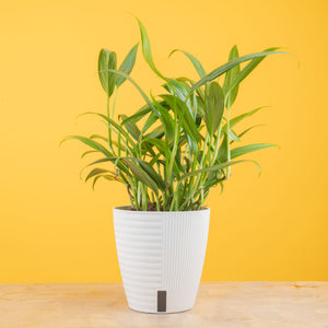 A Silver Streak plant sits on a light wooden table with a yellow backdrop. The le aves are long and pointed with green foliage and streaks of silver. The plant is in a white self-watering container.