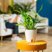 A Silver Streak plant sits on a round orange table in a living room setting. The plant is in a white self-watering decor pot. 