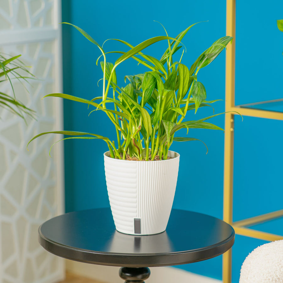A Silver Streak plant sits on a round black table in a living room setting. The plant is in a pink and white two-tone cream decor pot. 