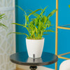 A Silver Streak plant sits on a round black table in a living room setting. The plant is in a pink and white two-tone cream decor pot. 