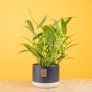 A Silver Streak plant sits on a light wooden table with a yellow backdrop. The le aves are long and pointed with green foliage and streaks of silver. The plant is in a blue and white two-tone decor pot.