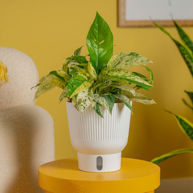 Efeutute Epipremnum Pinnatum « Marble Queen » - Plante Grâce 15cm - Pot 6cm - Facile D'Entretien