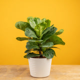 Little Fiddle Leaf Fig | medium