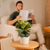 Little Fiddle Leaf Fig | medium