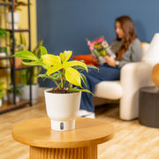 A 6in Philodendron Florida Ghost plant sits on a light wooden coffee table with a living room setting. A person reads a book in the background. 
