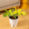 A 6in Philodendron Florida Ghost plant sits on a light wooden coffee table with a living room setting. 