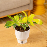 A 6in Philodendron Florida Ghost plant sits on a light wooden coffee table with a living room setting. 