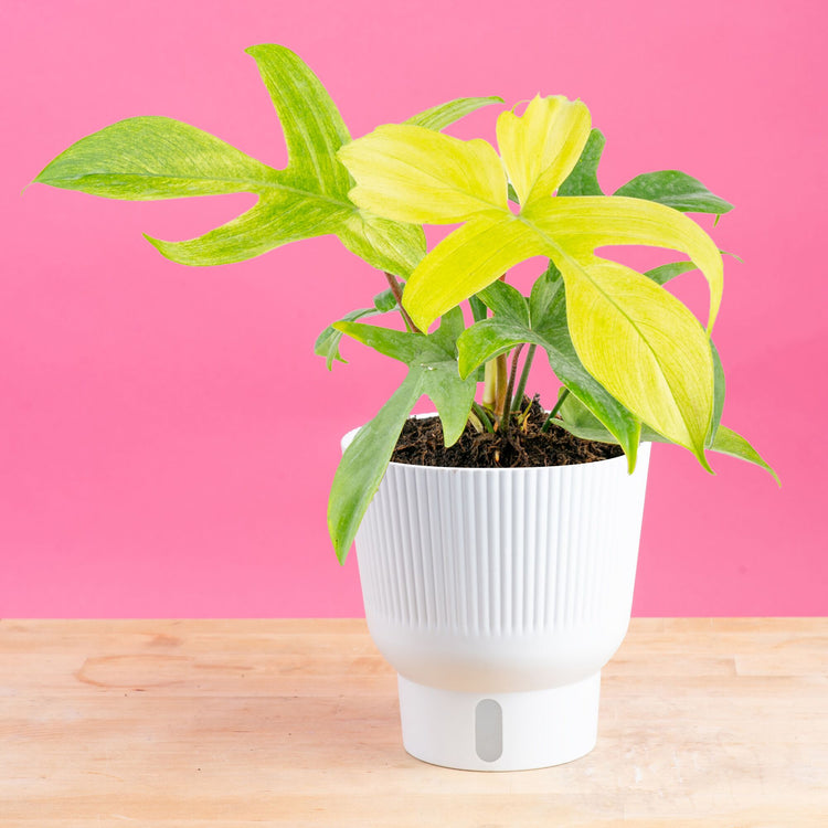 A 6in Philodendron Florida Ghost plant sits on a light wooden table with a bright pink backdrop. 