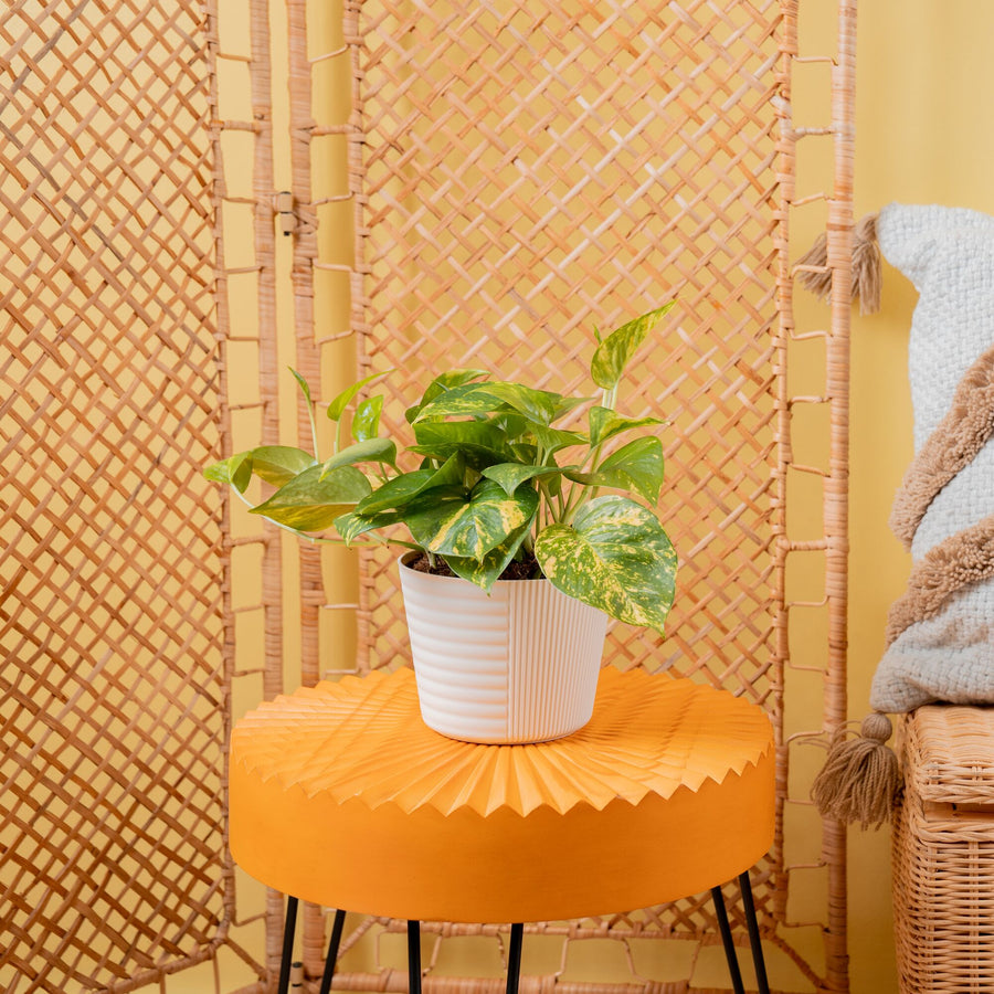 Golden Pothos | medium