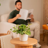 Golden Pothos | medium